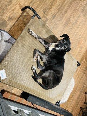 I'm Yellow! I have foster today! Happy Friday!