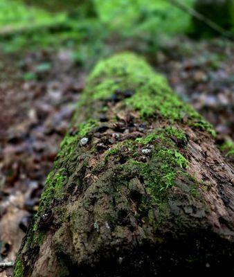 Spring Mill State Park