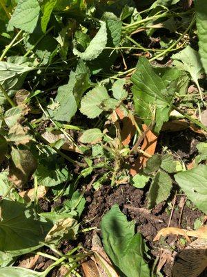 Florio Landscape Contractors