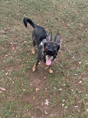 Prothro K9 And Kennels