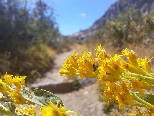 Hetch Hetchy Reservoir