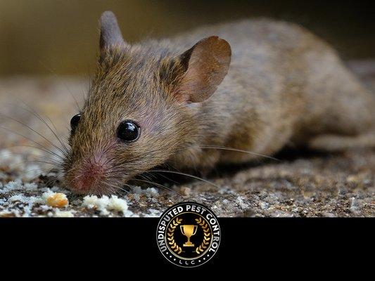 Undisputed Pest Control
