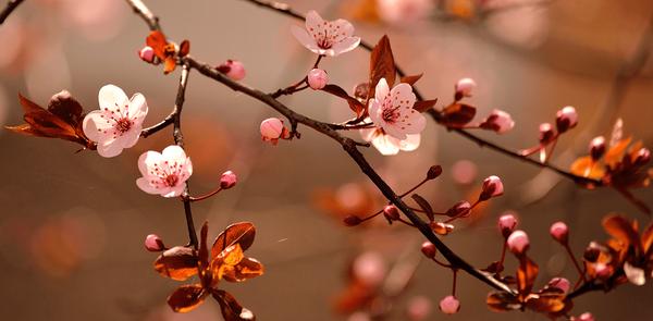 Alexandria Adult Primary Care