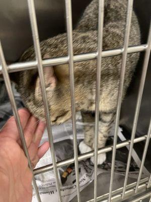 Atlantic County Animal Shelter