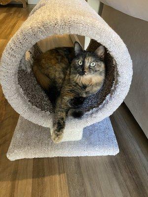 Central Animal Hospital