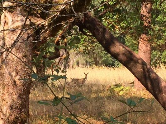 Southern Humboldt Community Park