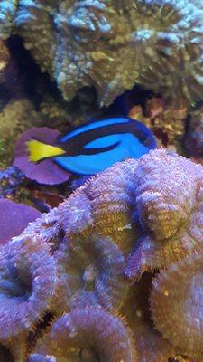 Pan Ocean Aquarium USA