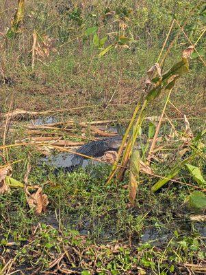 Black Hammock Restaurant