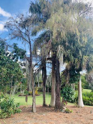 Lely Resort Golf and Country Club