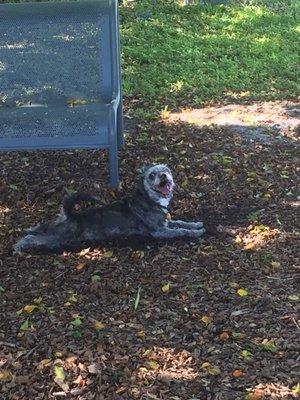 Spike enjoying himself ...