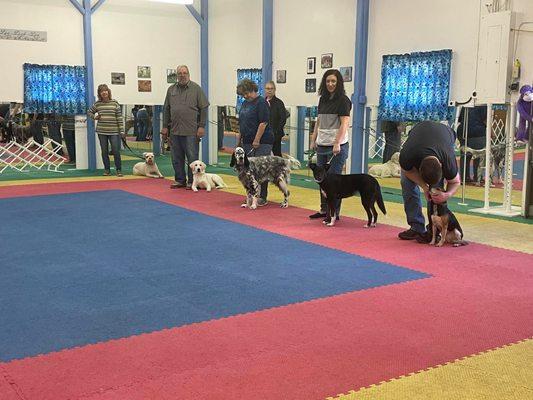 Shadyrock School For Dogs