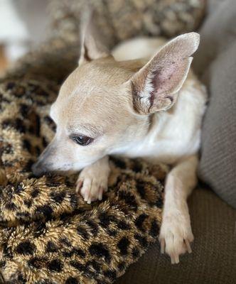 Saltillo Small Animal Hospital, P.A