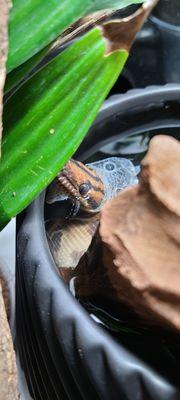 A Brazilian rainbow boa starting her shed with a soak. If you are still struggling with humidity check out our site!
