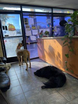 Performance Plus Automotive