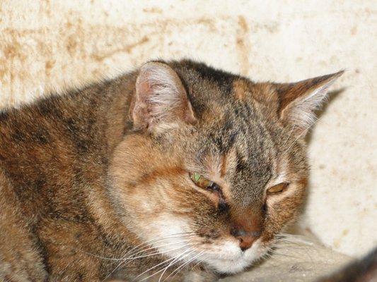 Kitty Haven Sanctuary of Utah