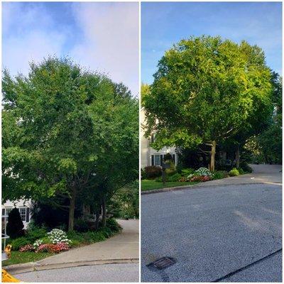 Greene Family Tree Service