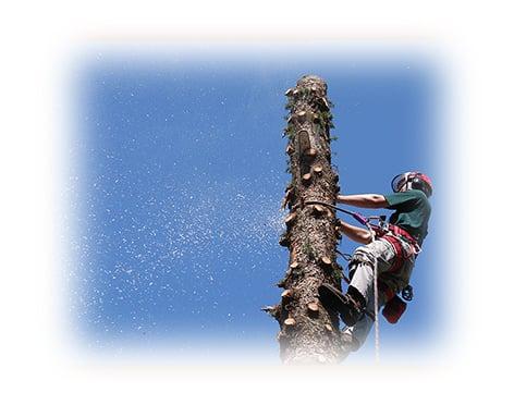 Ledgedale Lawn & Landscape