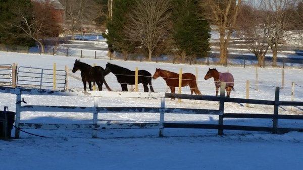 Freedom Hill Horse Rescue