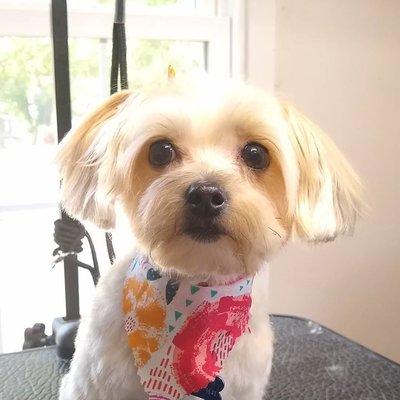 Custom Paws Grooming Salon