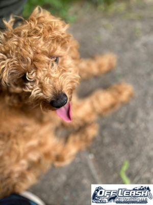 Oggy is looking good. He's taking a break during a training session.