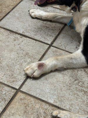 Deming Animal Clinic