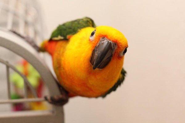 Pet World