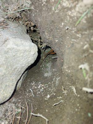 Hit Man Pest Control