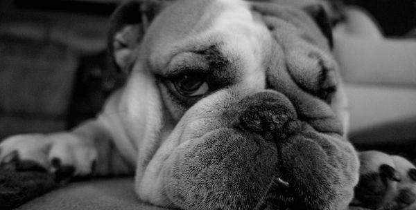 Bulldog Custom Woodworking