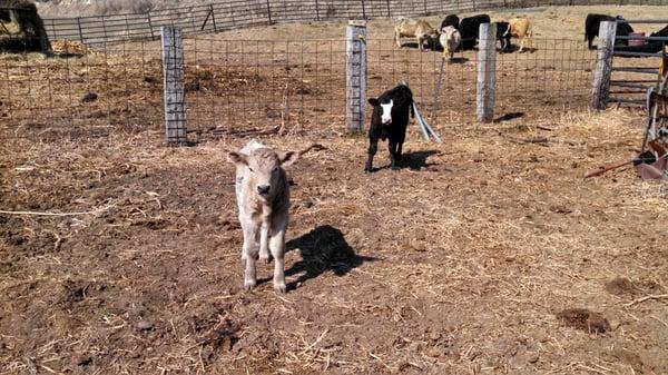 Century 21 Loess Hills