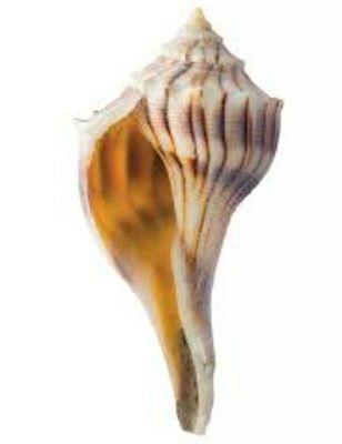 Shell