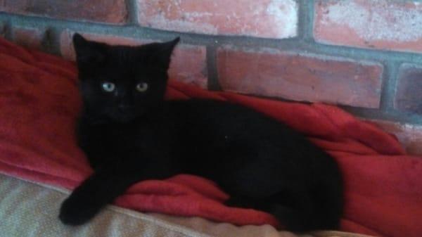 Stratham-Newfields Veterinary Hospital