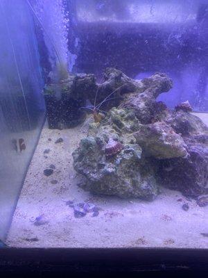 Aquariums Tropical Fish & Supply
