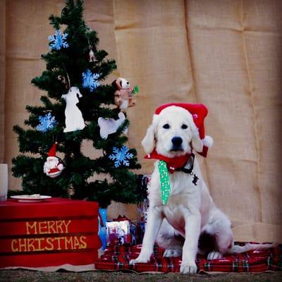 Mr. & Mrs. Dog Training & Pet Services