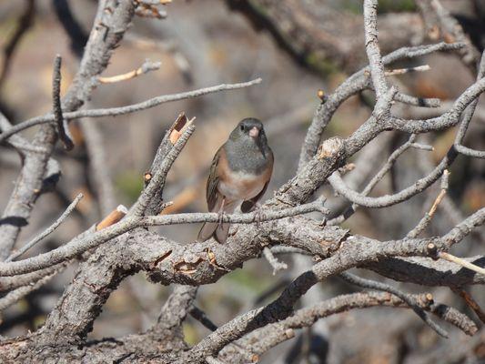Dead Horse Point State Park