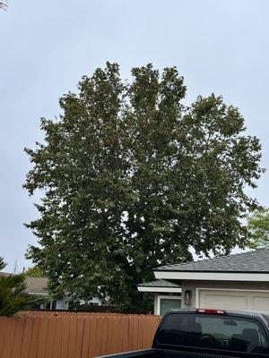 Green Roots Tree Care