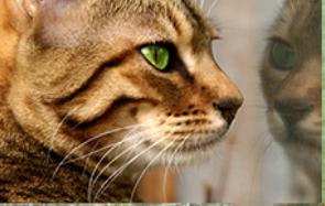 Carriage Hill Kennel