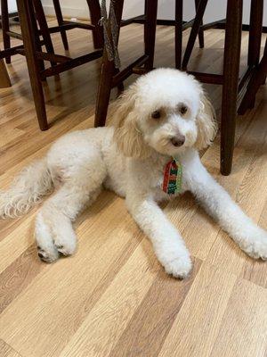 Sticky Paws Grooming