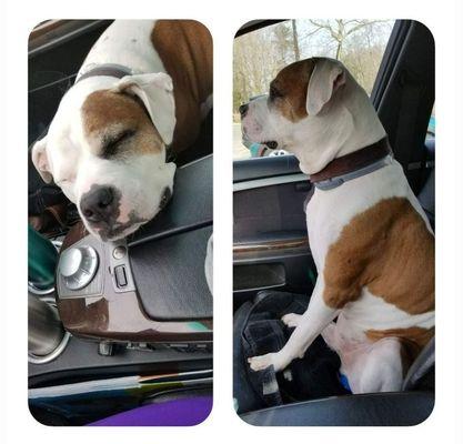 St. Charles Animal Hospital