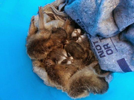 Pacific Coast Animal Control