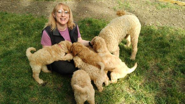 Denise enjoying adorable Goldendoodle pups