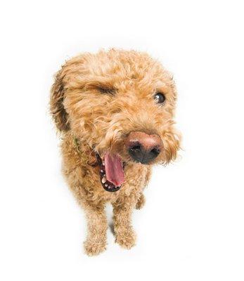 Derby City Critters Sitters