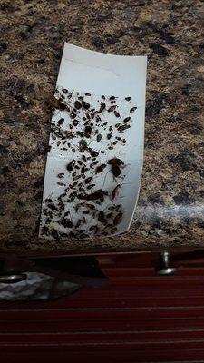 Candlewood Apartments