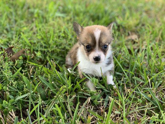Whispering Meadows Horse Ranch