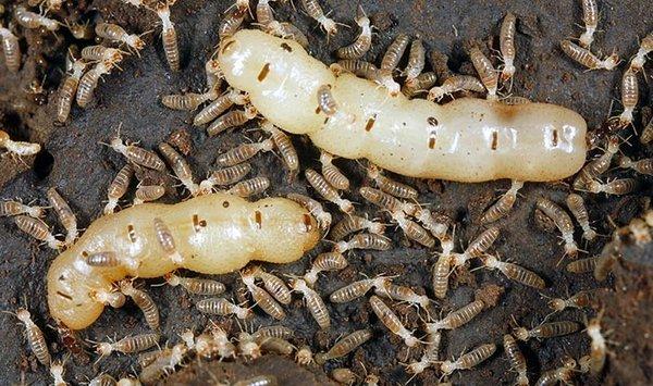 E&J Termite and Pest Control