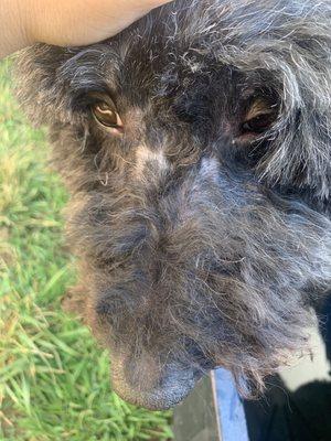 Hair of the Dog Chico