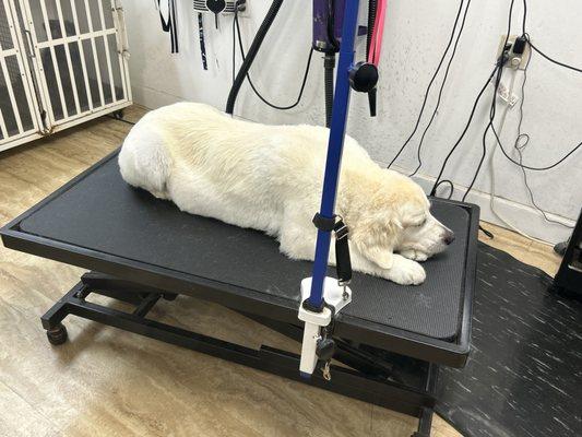 Shaeli’s Place Grooming