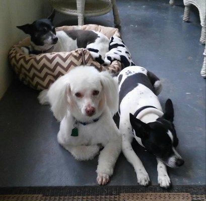 Dog Grooming by Crystal