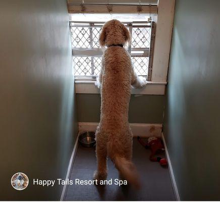 Happy Tails Resort and Spa