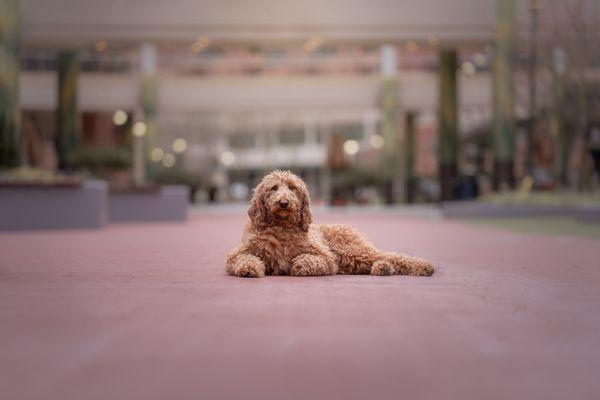 Olive & Fable Pet Photography