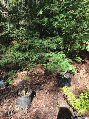Ash's Japanese Maple Nursery